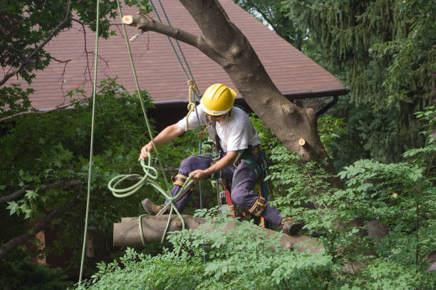 Best Firewood Processing and Delivery  in Sterlington, LA